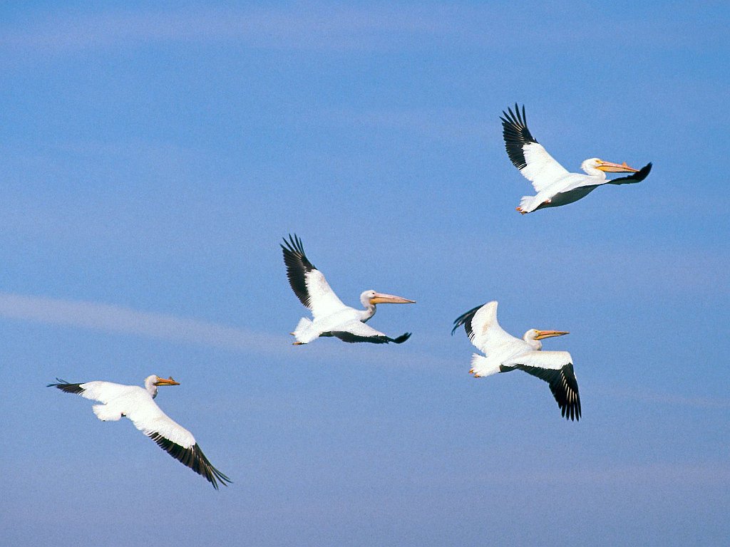 American White Pelicans